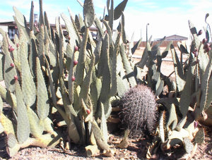 Partial View of Cactus Garden