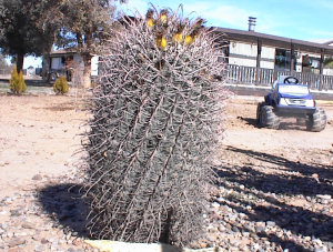 One of the Barrel Like Cactus LaVonne Kept